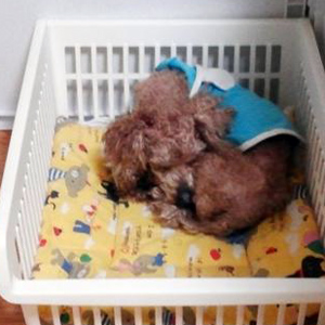 강아지 고양이 분양
