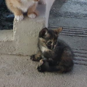 강아지 고양이 분양