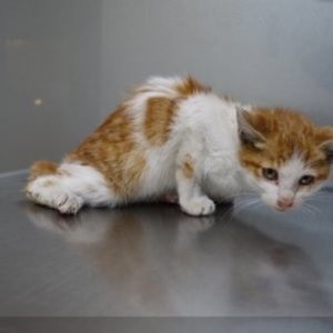 강아지 고양이 분양