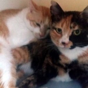 강아지 고양이 분양