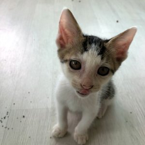 강아지 고양이 분양