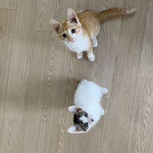 강아지 고양이 분양