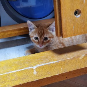 강아지 고양이 분양