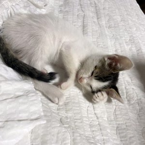 강아지 고양이 분양