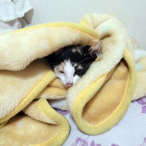 강아지 고양이 분양