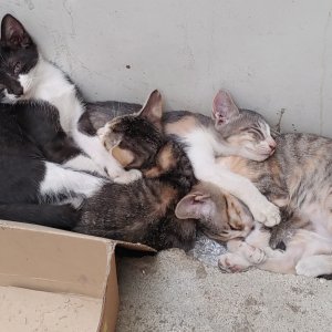 강아지 고양이 분양