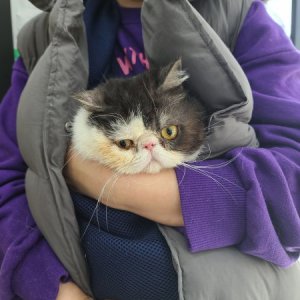 강아지 고양이 분양