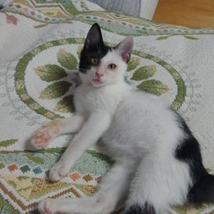 강아지 고양이 분양