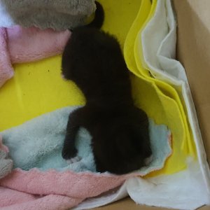 강아지 고양이 분양