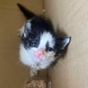 강아지 고양이 분양