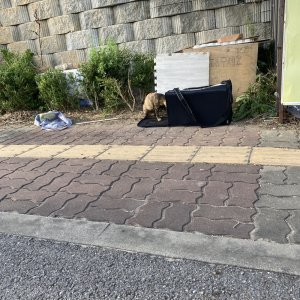강아지 고양이 분양