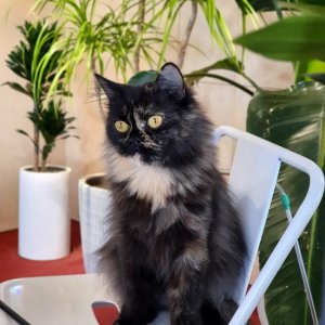 강아지 고양이 분양