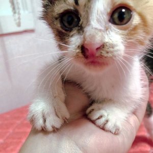 강아지 고양이 분양