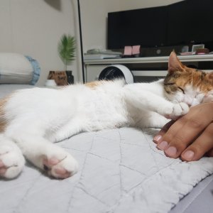 강아지 고양이 분양