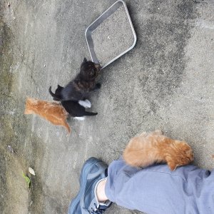 강아지 고양이 분양