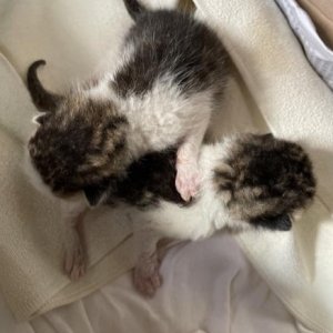 강아지 고양이 분양
