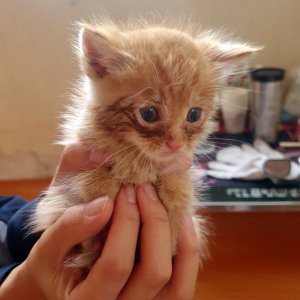 강아지 고양이 분양