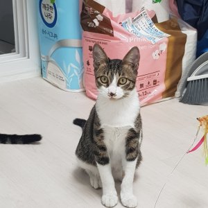 강아지 고양이 분양