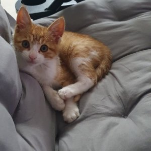 강아지 고양이 분양