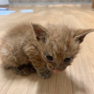 강아지 고양이 분양
