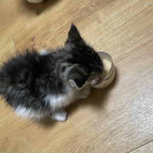 강아지 고양이 분양