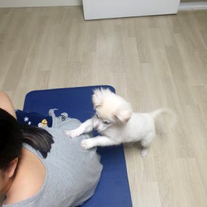 강아지 고양이 분양