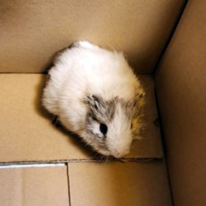 강아지 고양이 분양