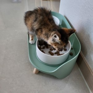 강아지 고양이 분양