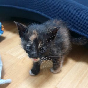 강아지 고양이 분양