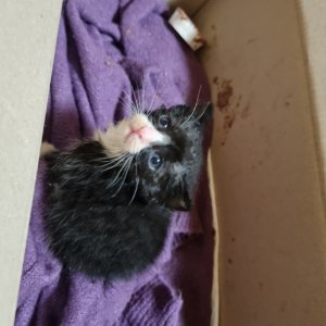 강아지 고양이 분양