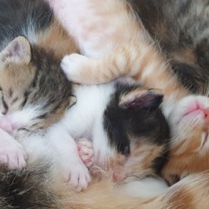 강아지 고양이 분양