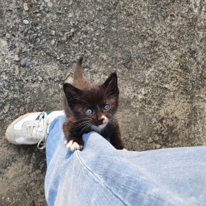 강아지 고양이 분양