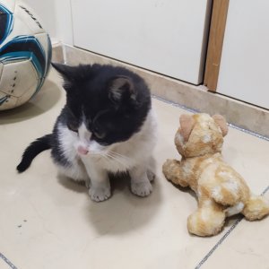 강아지 고양이 분양