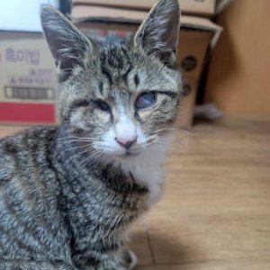 강아지 고양이 분양