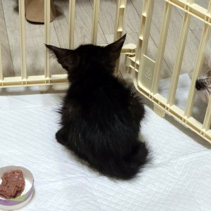 강아지 고양이 분양