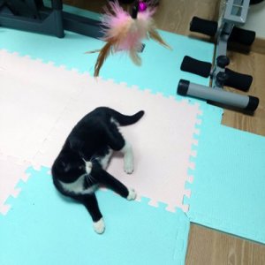 강아지 고양이 분양