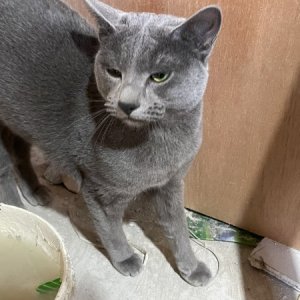 강아지 고양이 분양