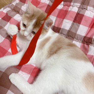 강아지 고양이 분양