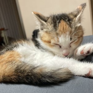 강아지 고양이 분양
