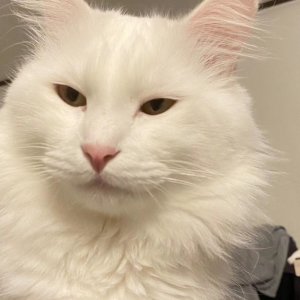 강아지 고양이 분양