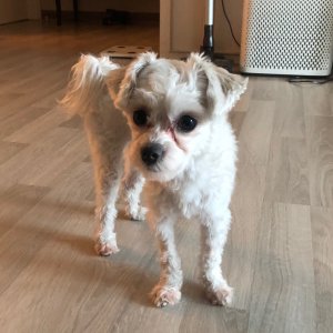 강아지 고양이 분양