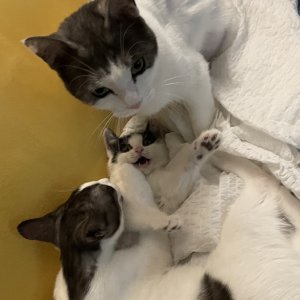 강아지 고양이 분양