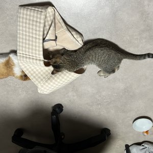 강아지 고양이 분양