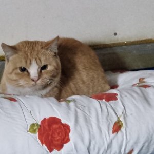 강아지 고양이 분양