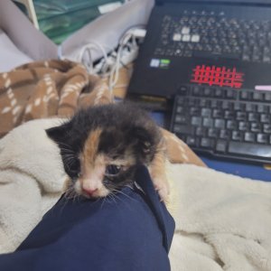 강아지 고양이 분양