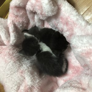 강아지 고양이 분양