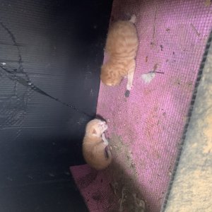 강아지 고양이 분양
