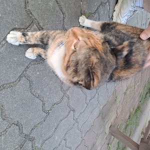 강아지 고양이 분양