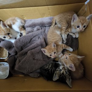 강아지 고양이 분양