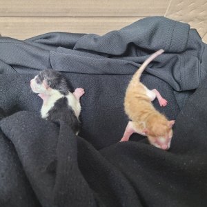 강아지 고양이 분양